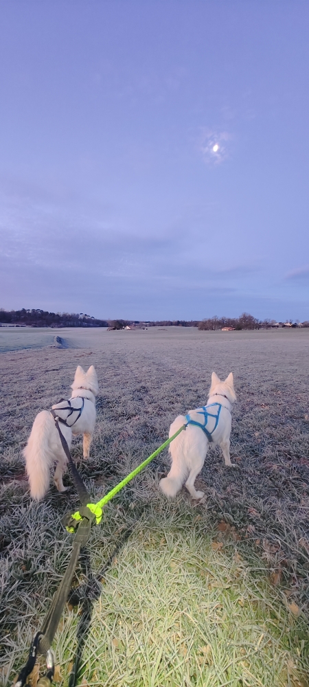 Nos femelles Tokyo et Milky partent en balade à l'aube dans la campagne gelée.
